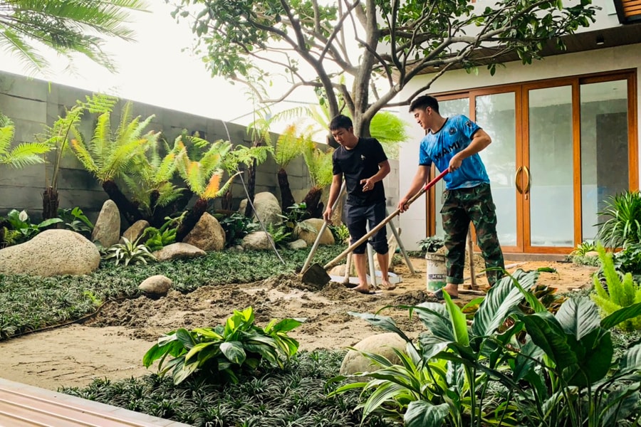 Dương xỉ cổ đại - thú chơi cây cảnh độc, lạ ở Nghệ An 