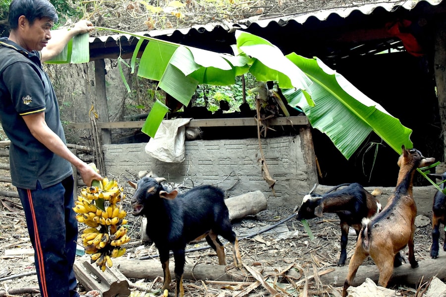 Lợn đen, dê núi nuôi bằng chuối chín đắt hàng dịp Tết
