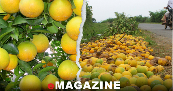 Kỳ cuối: Khôi phục, trồng mới – cần đầu tư bài bản, quản lý chặt chẽ