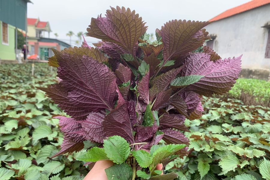 Tía tô, kinh giới, húng quế....của Quỳnh Lưu đắt hàng 