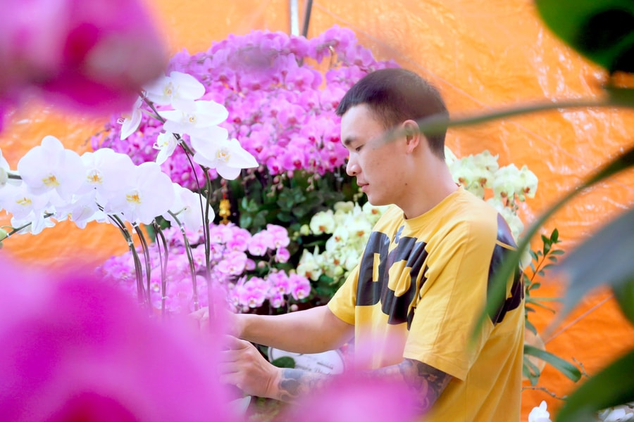 Đã mắt với những chậu lan hồ điệp chơi Tết, giá cao khách vẫn 'xuống tiền'