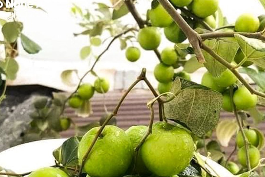 Bỏ túi hàng trăm triệu dịp cận Tết nhờ trồng táo đại