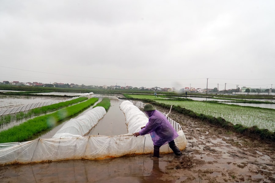Nông dân tập trung ra đồng chống rét cho lúa vụ xuân 