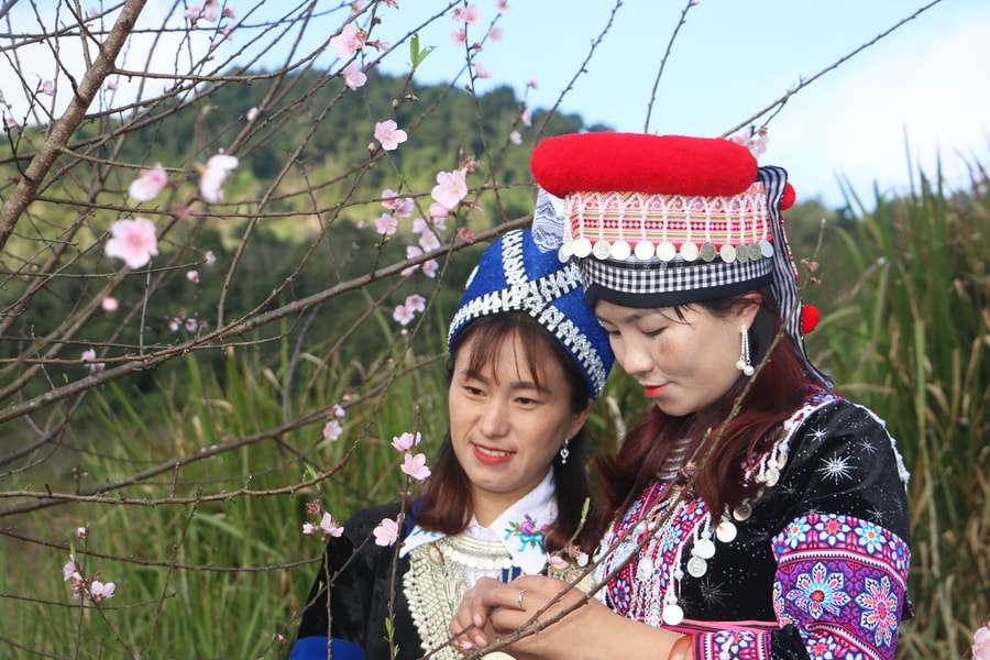 Hàng trăm gốc đào, mận ở bản người Mông Nghệ An khoe sắc dịp cận Tết