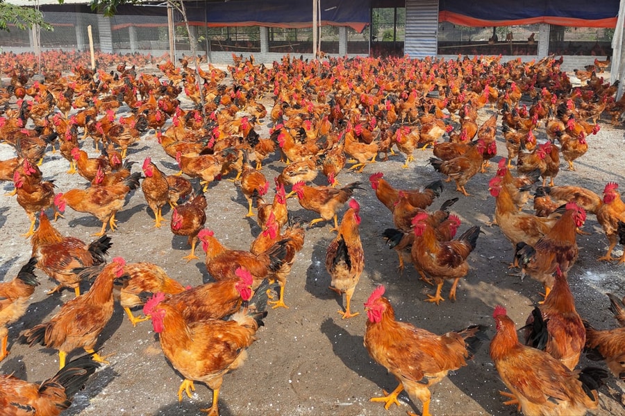 Giáp Tết, giá gà thịt tăng cao, người chăn nuôi có lãi