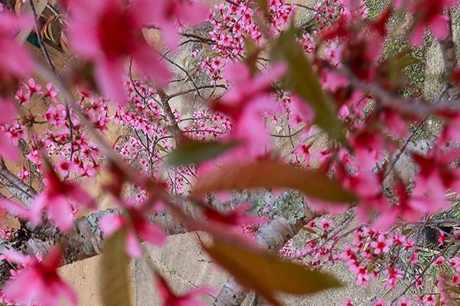 Khám phá cung đường ngắm hoa anh đào ở miền Tây xứ Nghệ