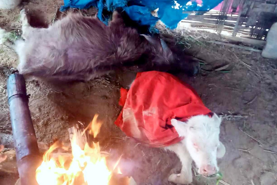 Hàng chục con trâu, bò tại Kỳ Sơn và Quế Phong bị chết rét