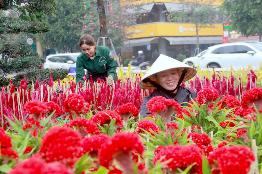 Hơn 60 loại hoa trang trí các tuyến đường hoa Tết tại thành Vinh