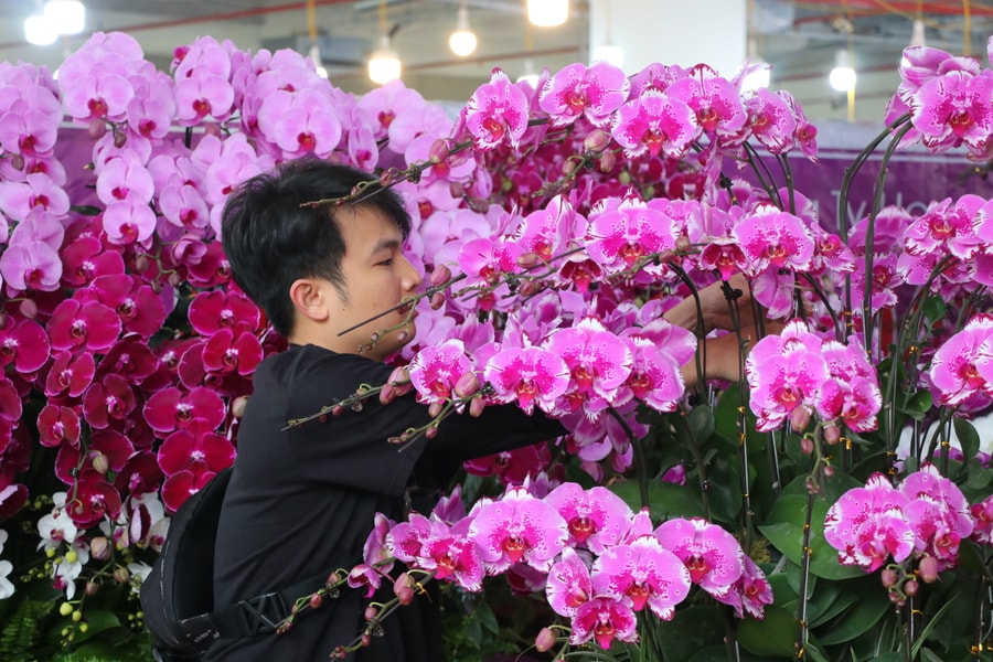 Thức xuyên đêm, thợ cắm lan kiếm bộn tiền dịp Tết