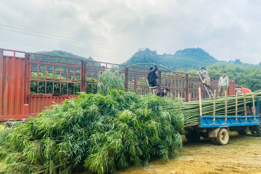 Thị trường nêu Tết bắt đầu nhộn nhịp