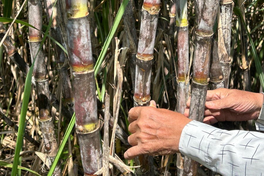Vùng nguyên liệu mía Nghệ An có nơi đạt năng suất kỷ lục gần 140 tấn/ha
