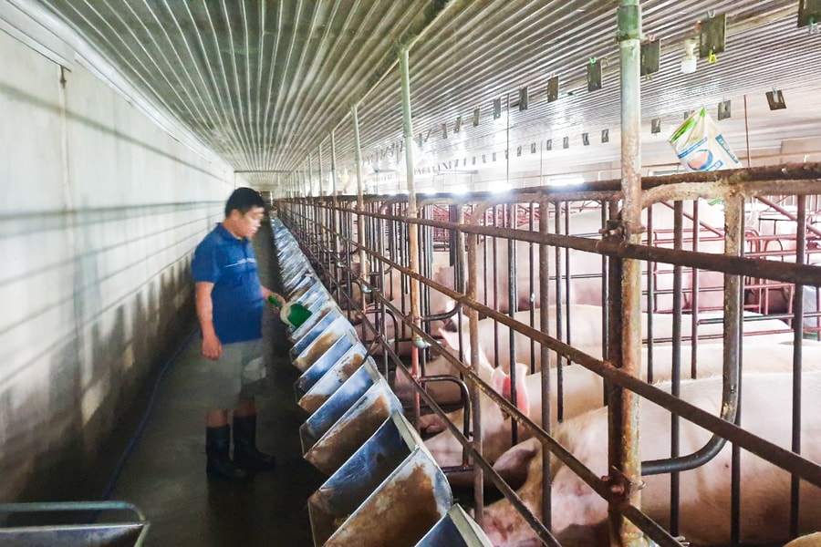 Thành 'nông dân xuất sắc Việt Nam' nhờ nghĩ mới, làm khác trên đất khó