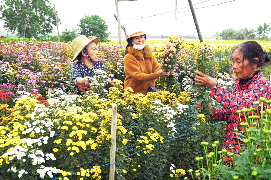 Hoa cúc Tết Nghệ An vào vụ, giá bán giảm so với năm trước