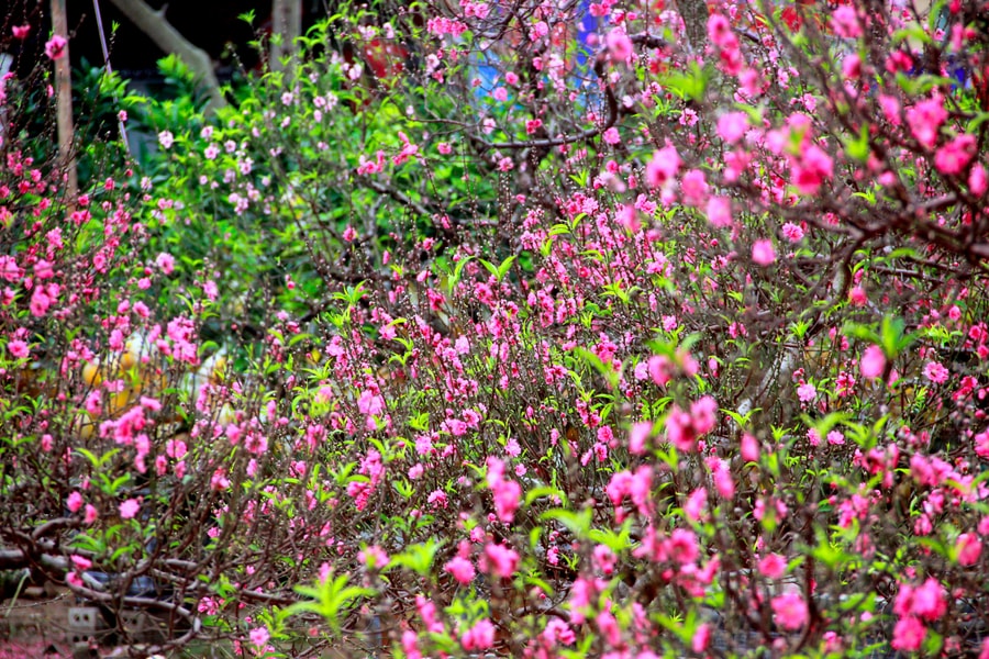 Người buôn đào Tết ở thành phố Vinh lo lắng khi hoa đua nhau nở rộ