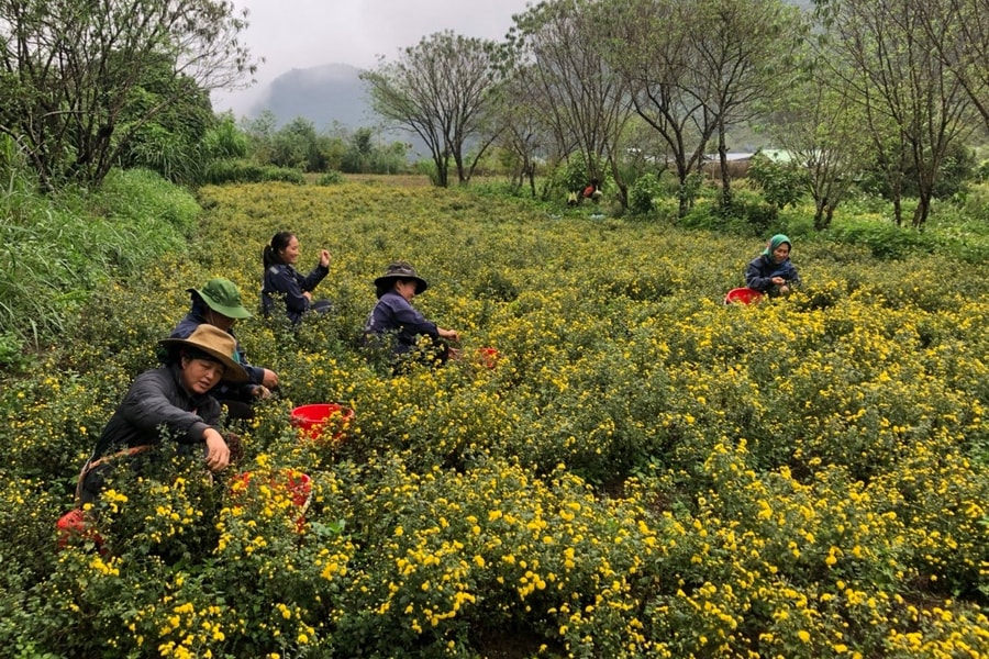 Thung lũng dược liệu rộng lớn nơi 'cổng trời' của Tập đoàn TH 