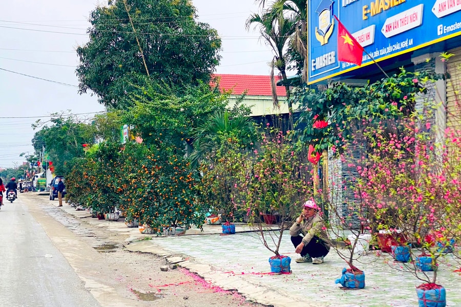 Đào, quất ế ẩm, giảm giá kịch sàn vẫn đìu hiu ngày 30 Tết