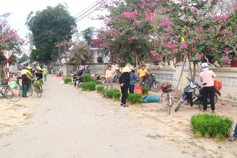 Mạ giống xứ Nhút Nghệ An đắt khách ở chợ phiên
