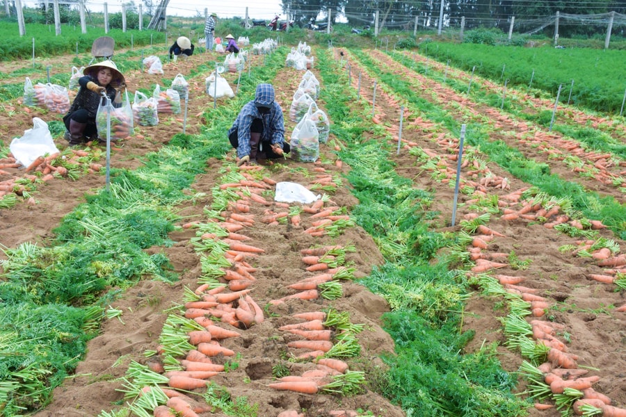 Giá rau sau Tết ‘neo’ cao, nông dân phấn khởi bám đồng thu hái