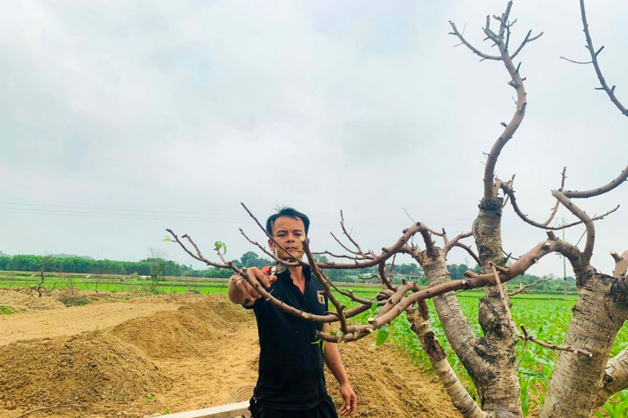 Dịch vụ chăm sóc cây cảnh sau Tết 'vào mùa'