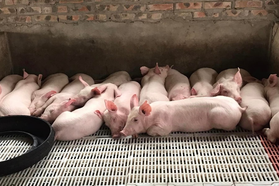 Sau Tết, thị trường lợn, gà giống ở Nghệ An sôi động