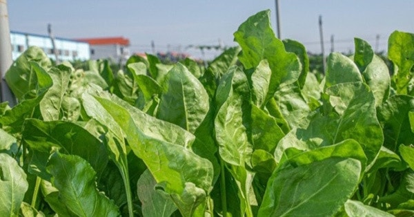 Vua của các loại rau ngăn ngừa, hỗ trợ điều trị ung thư