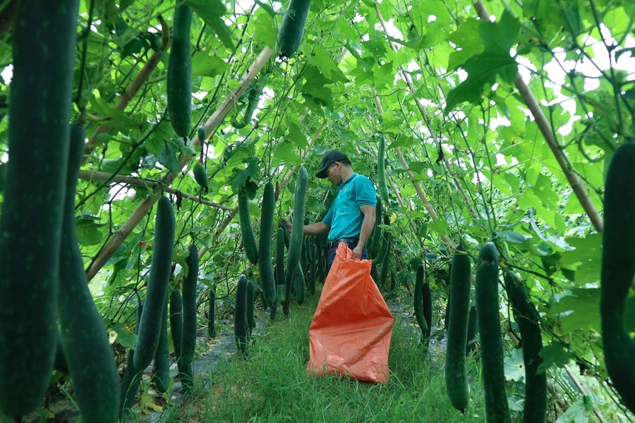 Giá bí xanh thấp hơn năm ngoái, người trồng vẫn có lãi