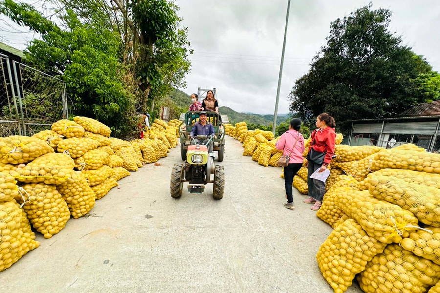 Khoai tây ‘liên kết’ bén đất rẻo cao Tương Dương