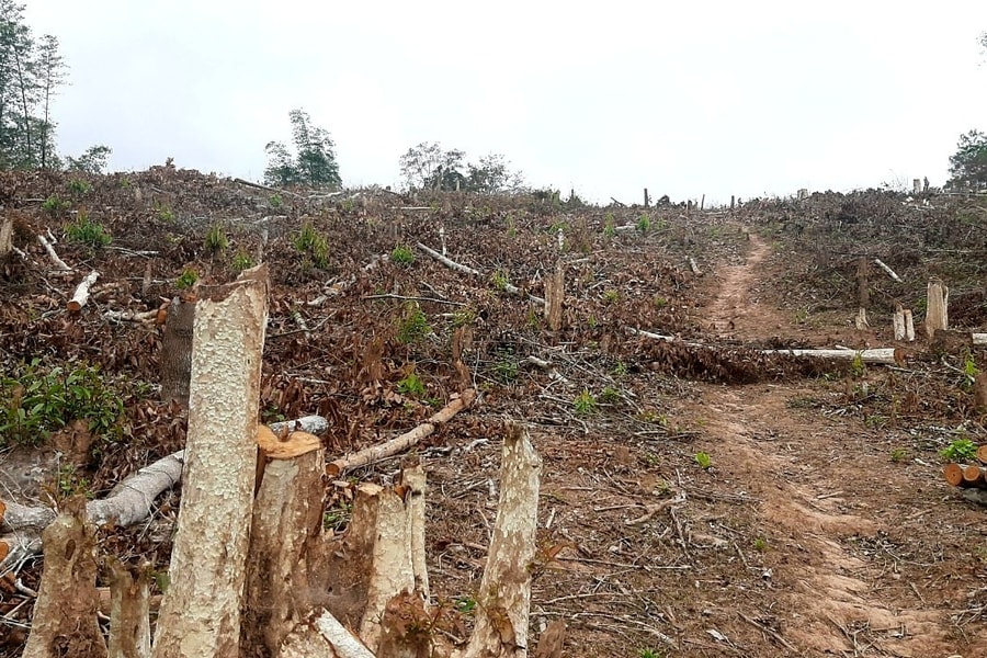 Làm rõ, xử lý nghiêm vụ phá 0,65 ha rừng tự nhiên tại xã Mai Sơn (Tương Dương)