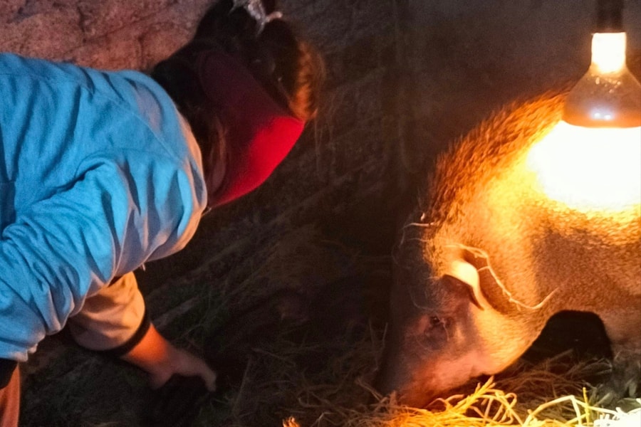 Nông dân Nghệ An chống rét cho vật nuôi, cây trồng