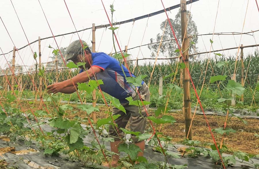 Nông dân Thanh Chương mở hướng đi mới từ trồng mướp lấy xơ