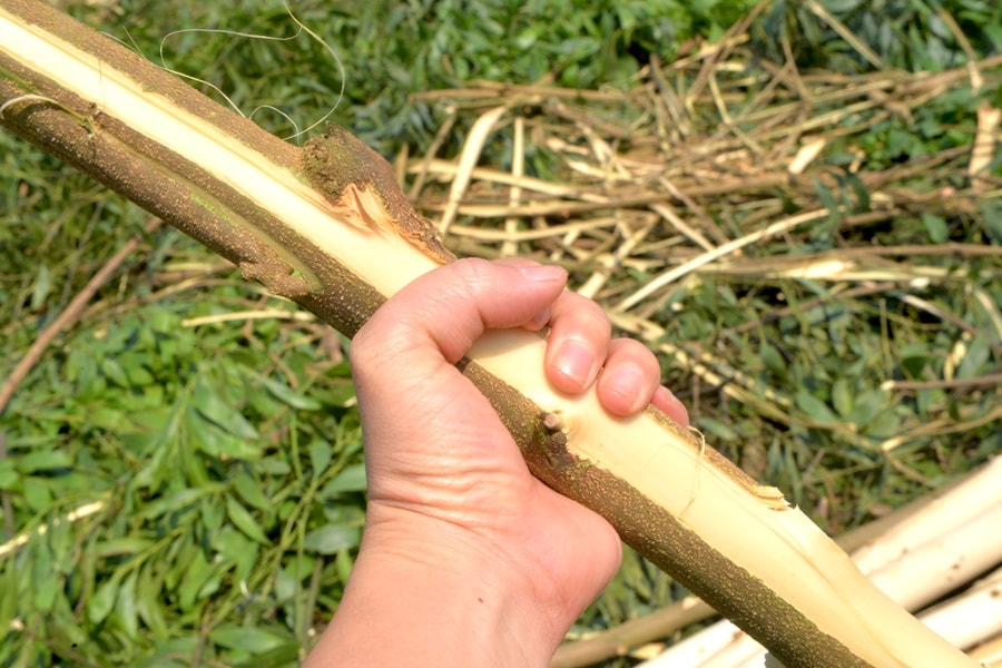 Giá keo tăng cao, nông dân Nghệ An chặt bán cả keo non