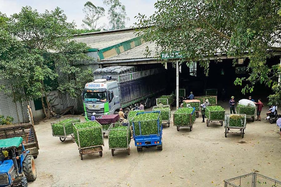 Giá chè búp tăng cao, người dân Nghệ An vừa thu hoạch vừa tái đầu tư