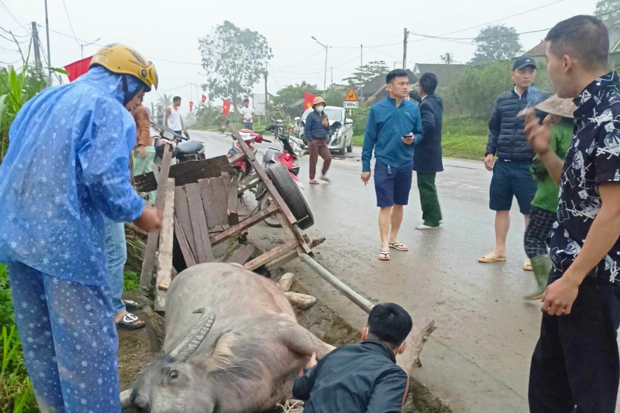 Va chạm giữa xe con và xe trâu kéo, một người nhập viện