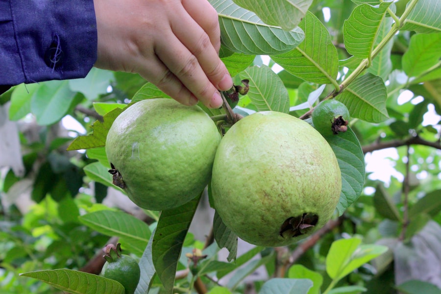 Đặc sản ổi Nghĩa Đàn loay hoay đầu ra