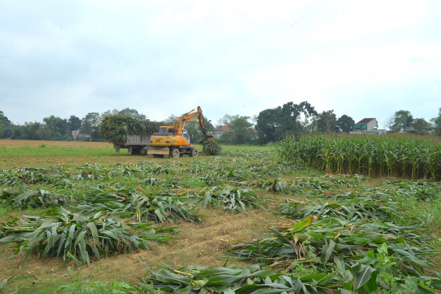 Nhộn nhịp mùa thu hoạch, gieo trồng ngô sinh khối ở Thanh Chương