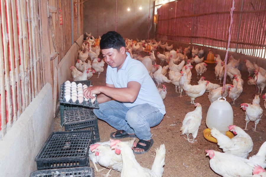 Giá trứng gia cầm giảm sâu, người chăn nuôi lỗ đậm