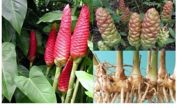 Bài thuốc chữa bệnh từ gừng gió