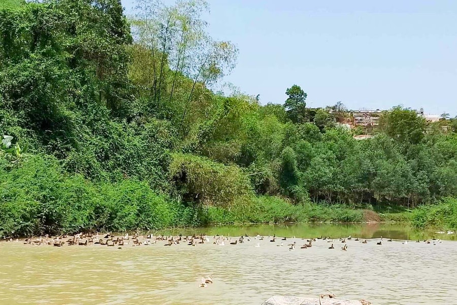 Vịt thả sông bán được giá cao, cung không đủ cầu