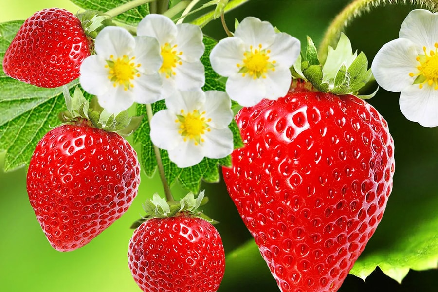 Các loại rau quả dễ nhiễm thuốc trừ sâu nhất