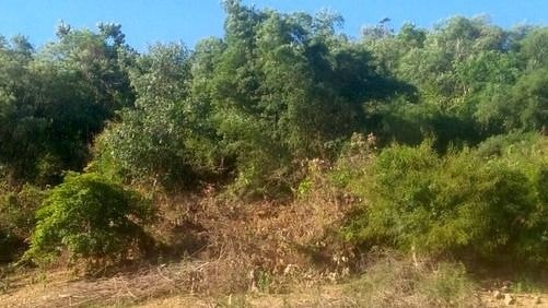 'Thâu tóm' 138,4ha đất rừng phòng hộ, nguyên bí thư huyện ở Bình Định bị khởi tố