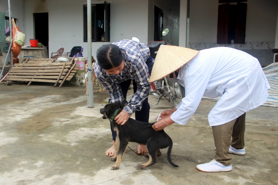 Theo chân cán bộ thú y đi tiêm phòng vắc xin cho đàn vật nuôi 