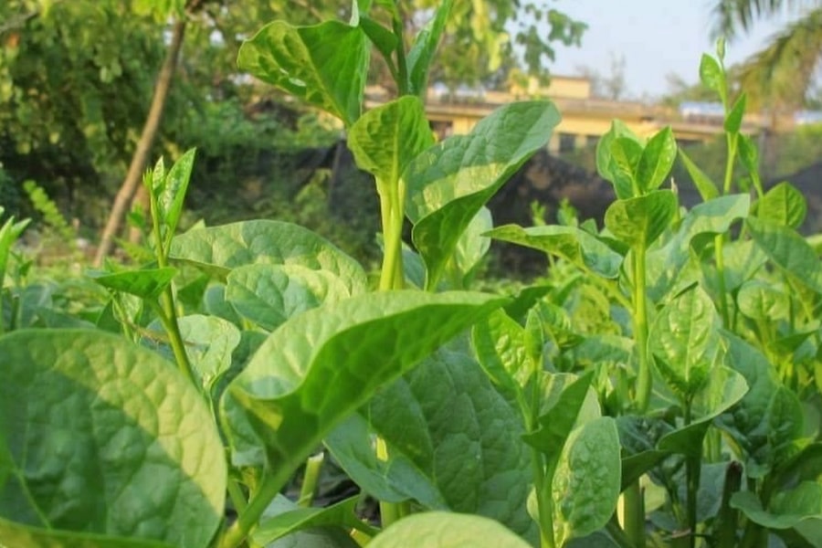 5 thực phẩm cần hạn chế và những món nên ăn để sống khỏe, sống thọ