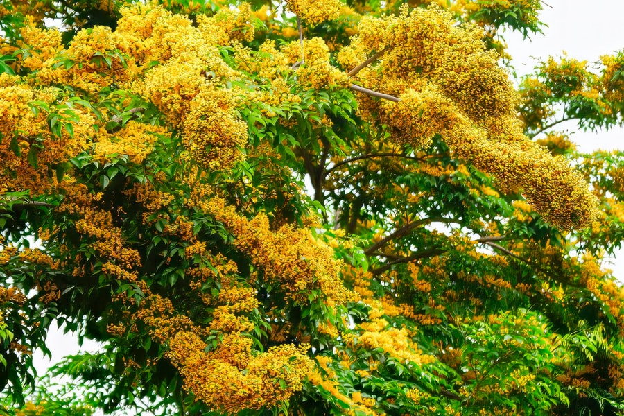 Thành Vinh mùa hoa giáng hương