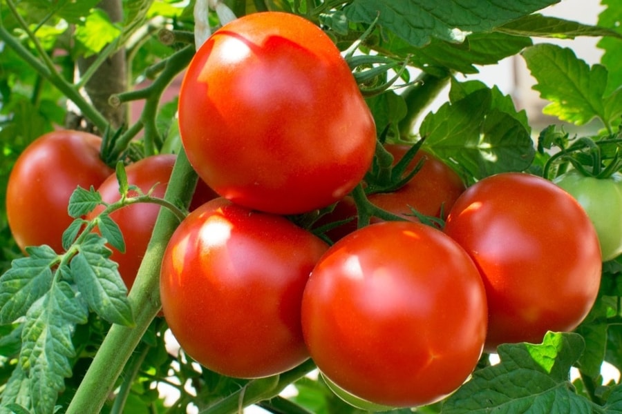 7 loại đồ uống dễ làm tại nhà giúp giảm mỡ máu