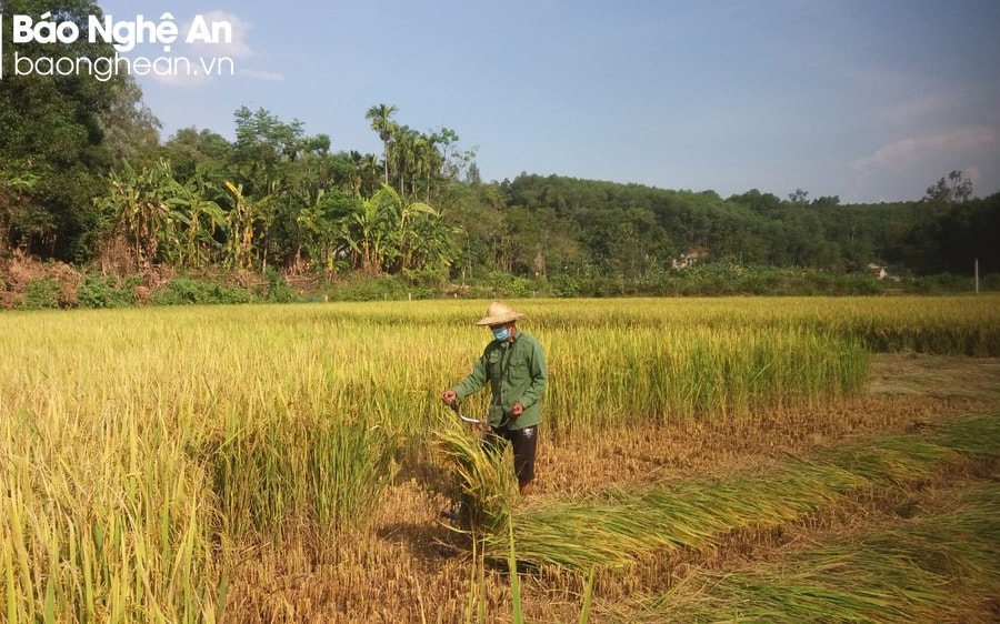 Nghệ An sẽ có khoảng 4.200 ha lúa thiếu nước trong sản xuất vụ hè thu - mùa 