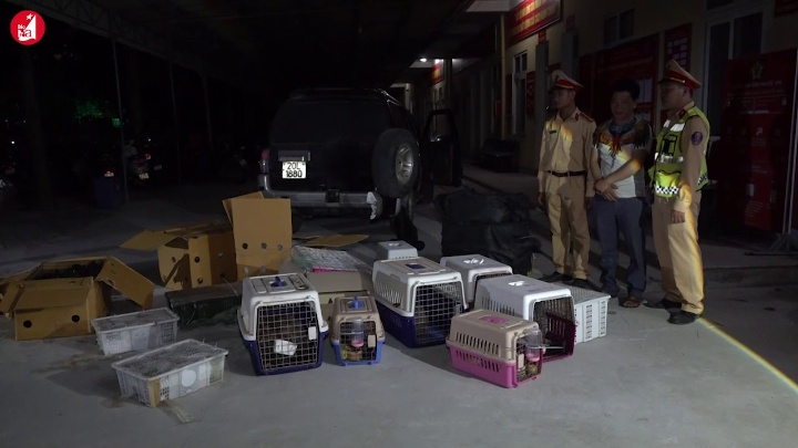 Bắt vụ vận chuyển trái phép động vật hoang dã số lượng lớn 