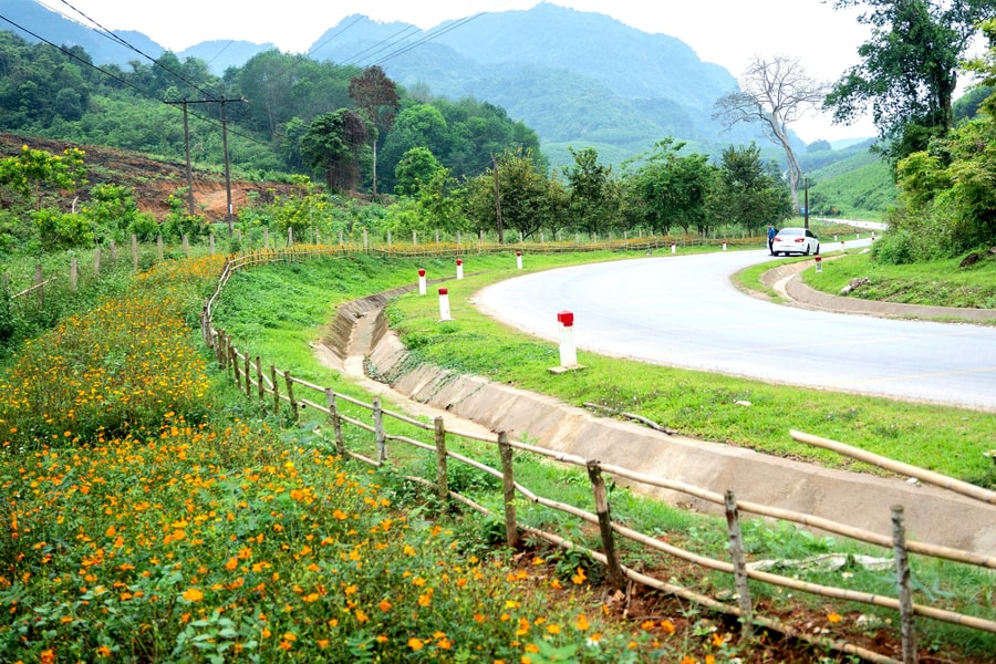 Đường hoa trên dốc Kẻ Lè ở Quỳ Châu