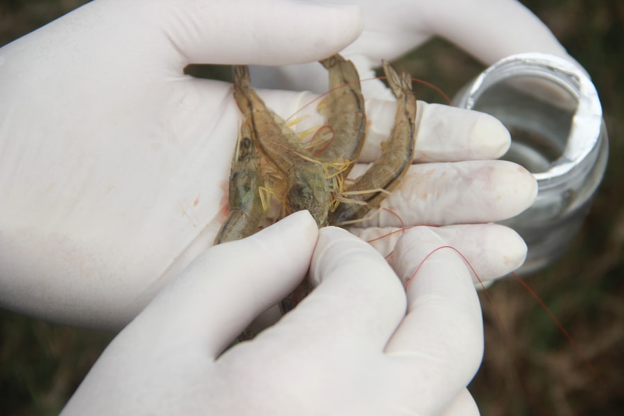 Kiểm tra tình trạng tôm chết chưa rõ nguyên nhân tại Nghệ An