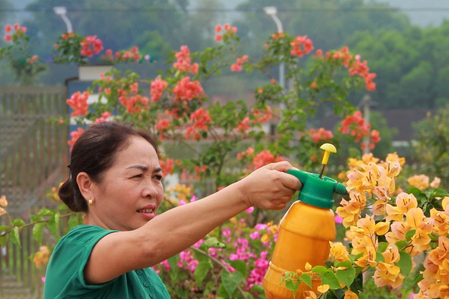Những cung đường hoa giấy rực rỡ sắc màu