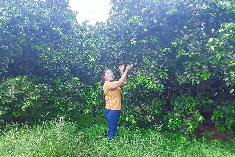 Mưa ‘vàng’ giải nhiệt, cứu cây trồng ở Nghệ An khỏi khô hạn